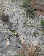 herd of mountain goats wandering over rocky terrain.turkey