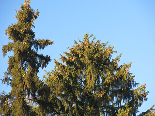 fir tree with cones on a blue sky background