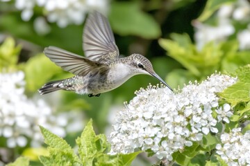Fototapeta premium Hummingbird feeding, flowers, garden, flight, nature, spring, wildlife, closeup, pollination, poster
