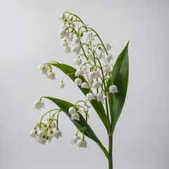 A single white lily of the valley flower, placed in the center of a crisp white background.