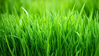Fototapeta premium Vibrant close-up of lush green grass, perfect for spring/summer themes, nature backgrounds, or environmental projects. Its rich color and texture add a fresh, natural feel to any design.