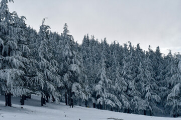 Scenic view of snow covering Blue Atlas Cedar trees in Chelia Mountain in Algeria