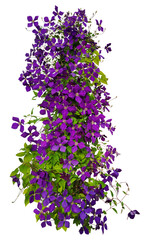 Purpple clematis vine isolated on a transparent background © just_flowerin