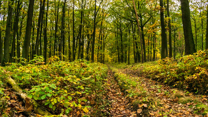 Autumn atmosphere in the nature reserve Pravy, Czech Republic.
