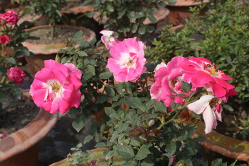 pink colored rose plant on farm