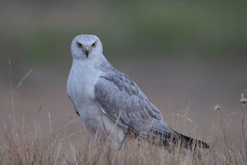 The pallid harrier is a migratory bird of prey of the harrier. Circus is from kirkos, referring to a bird of prey