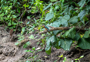 Pied kingfisher in the wild at dawn looking for food in the country of Thailand