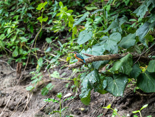 Pied kingfisher in the wild at dawn looking for food in the country of Thailand
