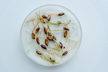 Glass petri dish with sprouted seeds on white surface table in laboratory