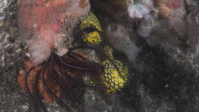 Family of Australian Pineapple Fish lit up by a scuba divers underwater light deep below the ocean surface. Marine science