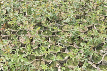 rose plant on farm for harvest