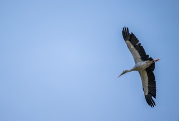 Indian openbill stork in the wild at dawn looking for food in Thailand