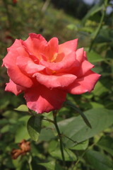 red colored rose plant on farm