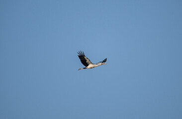 Indian openbill stork in the wild at dawn looking for food in Thailand