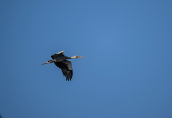 Obraz premium Indian openbill stork in the wild at dawn looking for food in Thailand