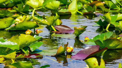 Key West, Floride, Îles Keys, Plages,