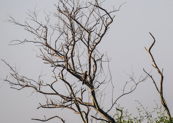 predator buzzard in natural conditions at dawn in search of game in the country of Thailand