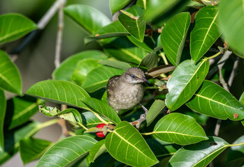 Short-toed bulbul in the wild at dawn searching for berries in Thailand