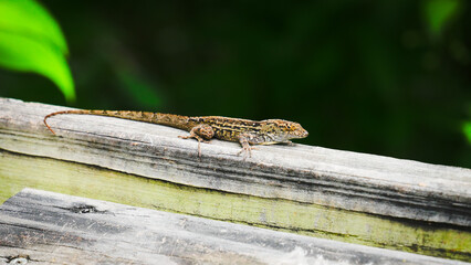Everglades, Floride, USA
