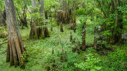 Everglades, Floride, USA
