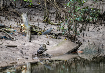 a night heron bird in its natural environment at dawn searching for berries in the country of Thailand