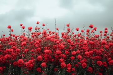 Obraz premium Vibrant red flowers bloom under cloudy sky in an enchanting floral landscape