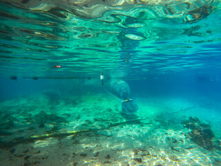 Obraz premium Lamantins, Crystal River, Floride, Mammifères marins