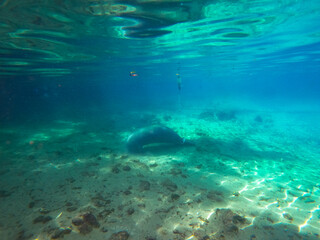 Lamantins, Crystal River, Floride, Mammifères marins