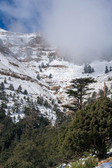Scenic view of snow covering Blue Atlas Cedar trees in Chelia Mountain in Algeria