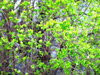 bright small green leaves on a bush in spring