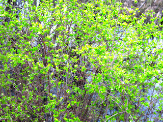 bright small green leaves on a bush in spring