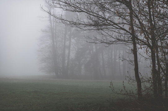 wald im nebel