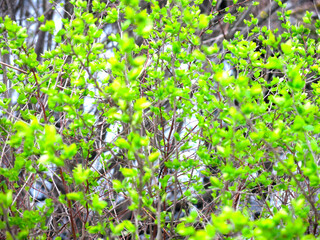 bright small green leaves on a bush in spring