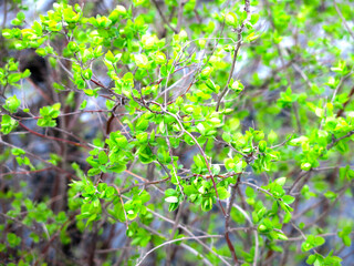 bright small green leaves on a bush in spring