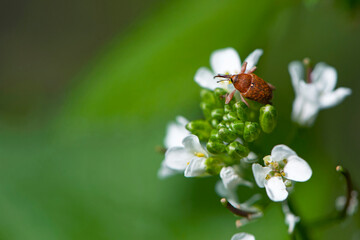 Curculionidae. weevil, Curculio glandium, small pest beetle, on meadow flowers. weevil on small white flowers. beetle in the garden, close-up. green background, space for text © Oleksandr Filatov