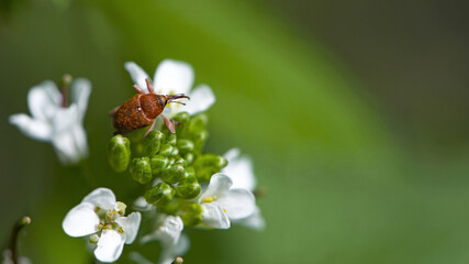 Curculionidae. weevil, Curculio glandium, small pest beetle, on meadow flowers. weevil on small white flowers. beetle in the garden, close-up. green background, space for text