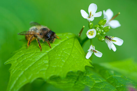 small white flowers and a bee sitting on a green leaf. spring background. ant and bee are sitting on a green leaf. green leaves and small white forest flowers. close-up, macro photography of nature - Powered by Adobe