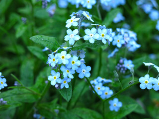 Bright blue forget-me-nots in the garden