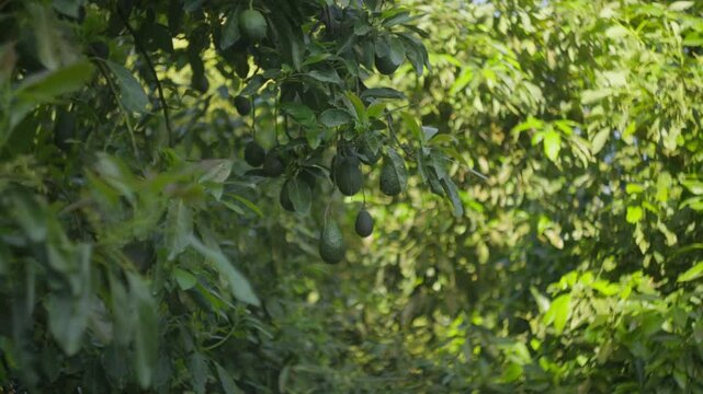 SLOW MOTION DOLLY OUT SHOT OF AVOCADOS HANGING OF A TREE IN URUAPAN MICHOACAN
