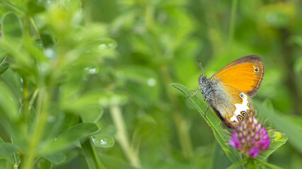 orange butterfly sits on a clover flower. tender butterfly on a pink flower in green summer grass. beautiful blurred green background, bokeh. close-up, nature macro photography, space for text