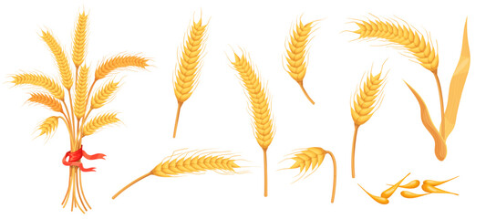 Cartoon barley spikelets. Ripe wheat grains, barley ear gold seeds spikelet oat ears straw plant spike bunch farm crop harvest for flour bakery products, neat vector illustration