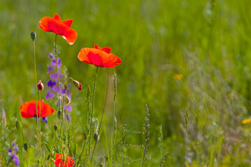 Obraz premium red poppies are blooming in the field. Field of bright red corn poppy flowers in summer. bright green blurred natural background, meadow flowers. close-up, place for text