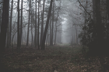nebel im wald