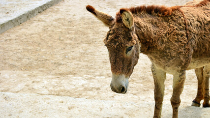 Fototapeta premium small brown donkey with big ears. Close up photo of a donkey. a very common farm animal. strong, persistent and hardy animal. They carry heavy loads. donkey at the zoo