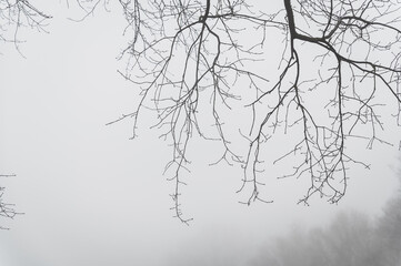 Fototapeta premium baumast im nebel