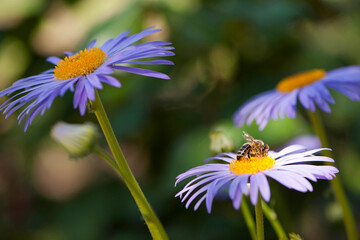 Obraz premium bee on a purple daisy with a green background. A bush of purple daisies in the bright summer sun and a bee collecting nectar on the yellow pollen of a flower. close-up, bokeh, blurred green background