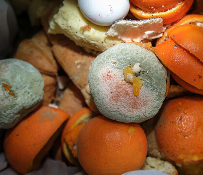 Verschimmelte Mandarine in der Schale