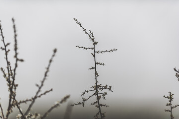 zweige im nebel