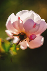 Obraz premium A pale pink rose in sunlight