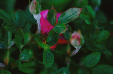 A bright pink rose in the garden